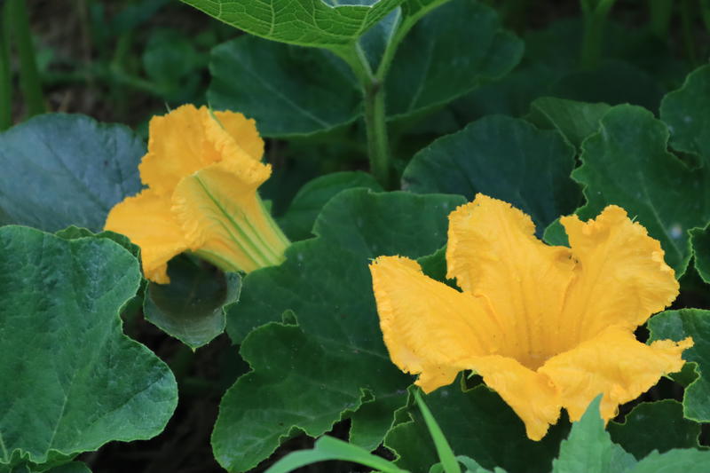 かぼちゃの花も綺麗でしたの内容を表示