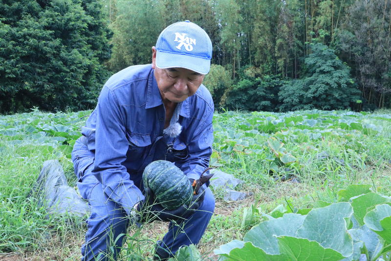 かぼちゃを収穫する岡崎信秀部会長の内容を表示