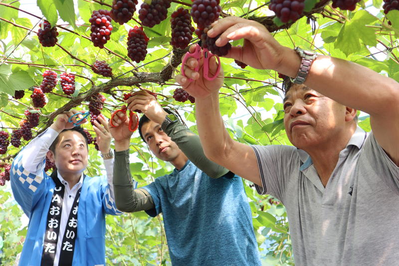 ◆左からデラウェアを収穫する後藤竜也市長、安部幸太さん、小野次信部会長の内容を表示