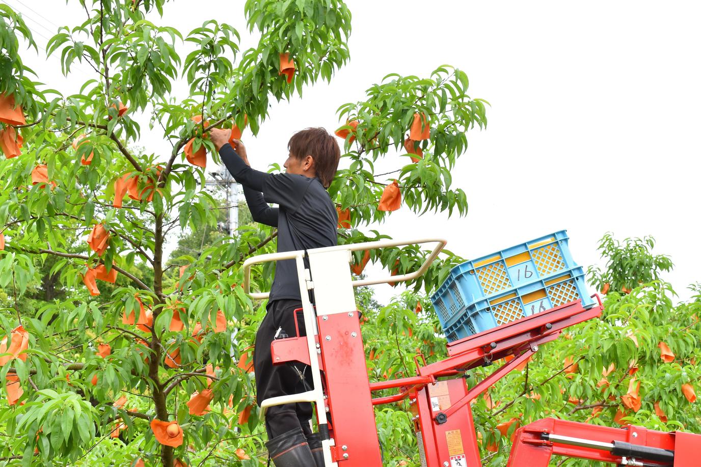 初出荷された　岡山県産温室桃「はなよめ」の内容を表示