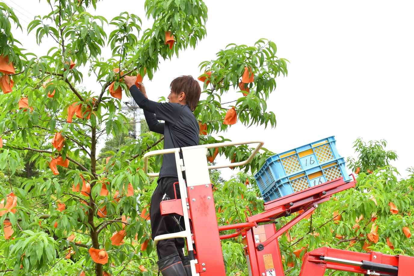 岡山県産 温室桃「はなよめ」初出荷！ | ニュース・トピックス