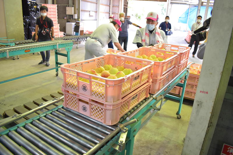 岡山県産 桃 はなよめ 6個入り 岡山県産 温室桃はなよめ 1.2kg（7～10玉） | くらしき桃子 EC