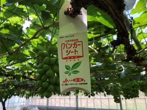 ブドウの木に吊るされているミヤコカブリダニ剤の内容を表示