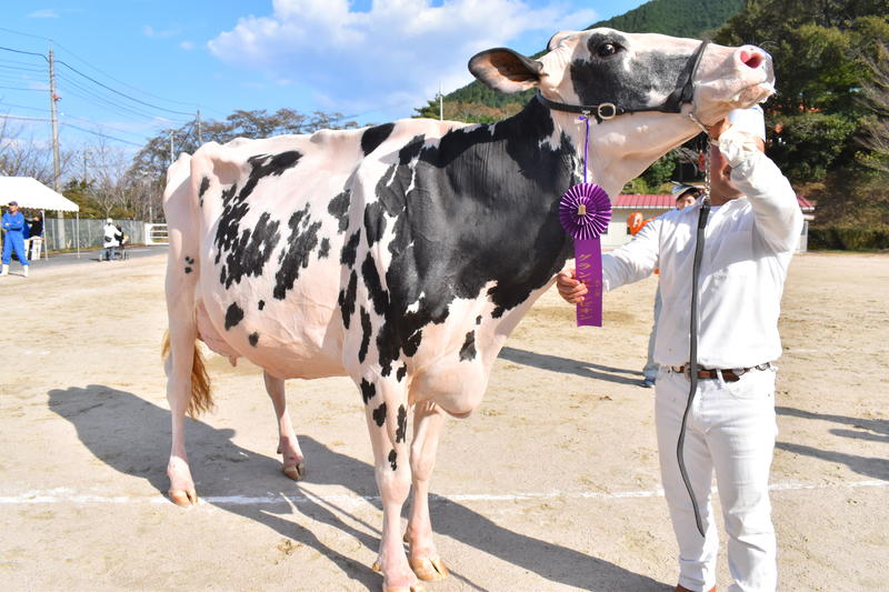 乳用種牛の部グランドチャンピオンの内容を表示