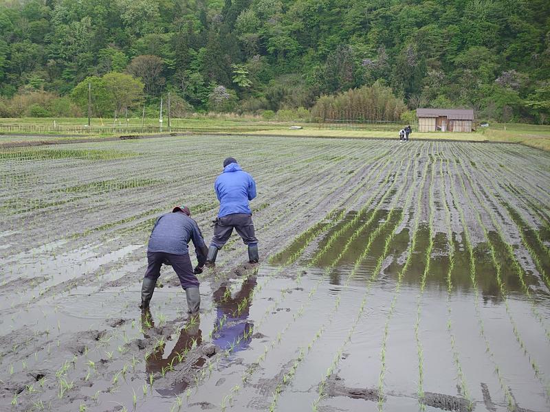 手植えの内容を表示