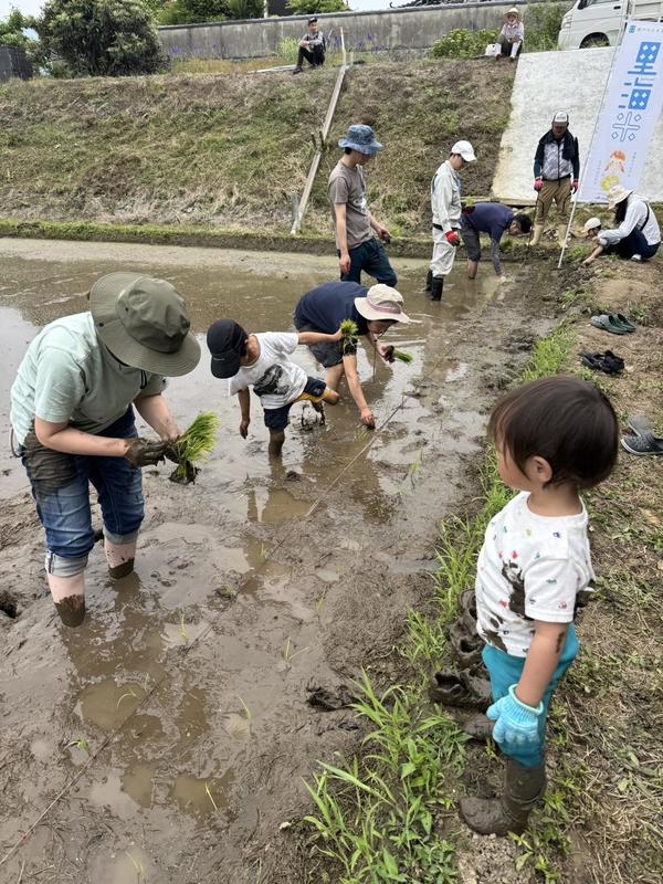 田植え体験をする参加者の内容を表示
