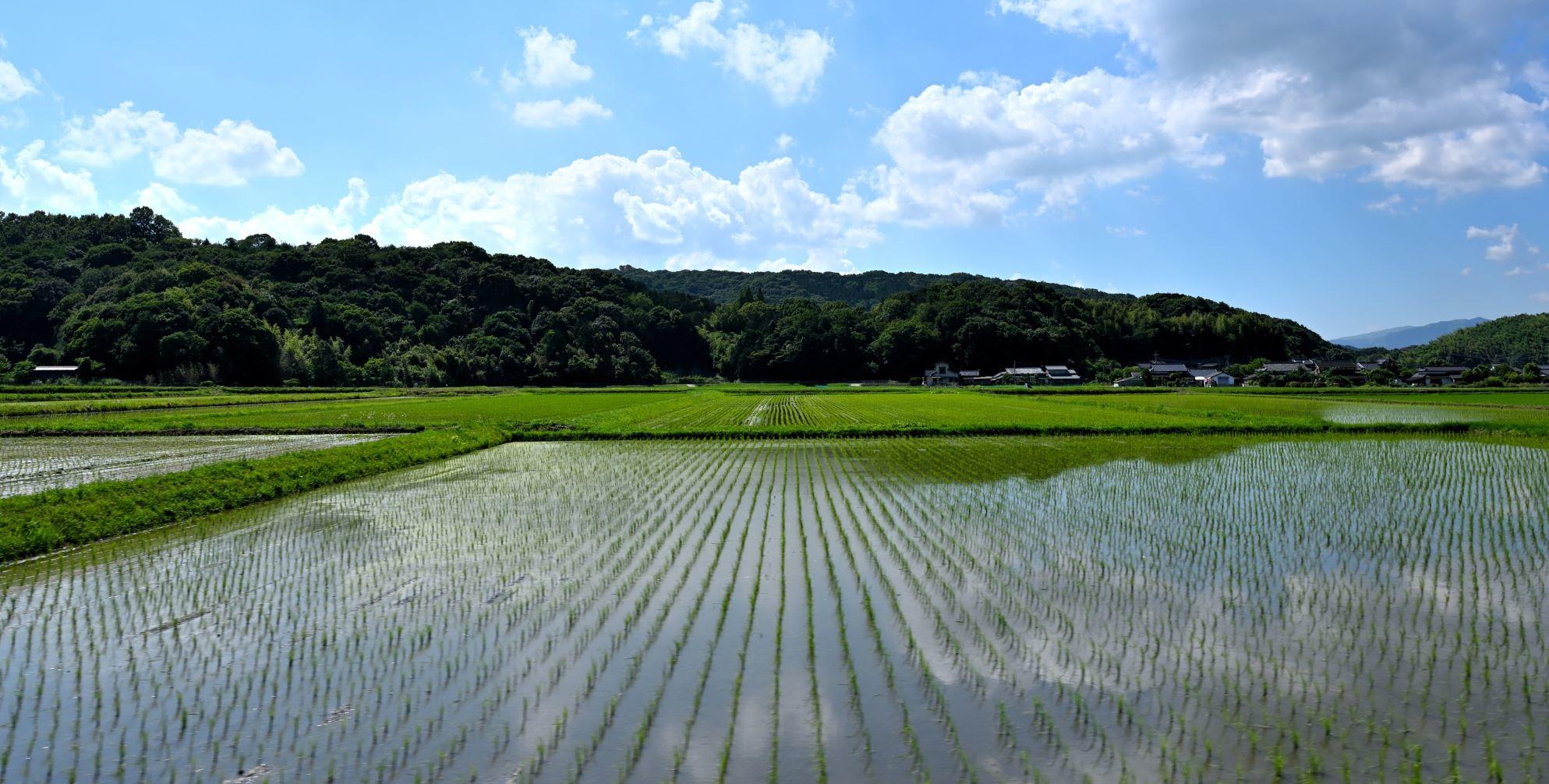 田んぼ