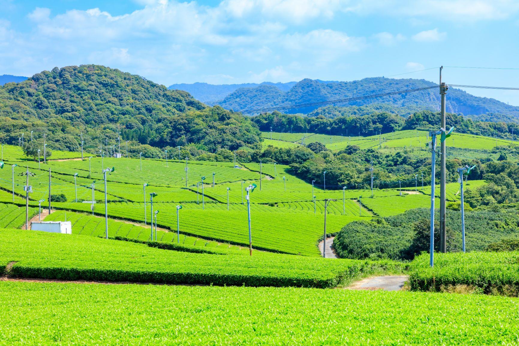 茶畑（山口県）