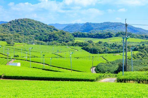 茶畑（山口県）