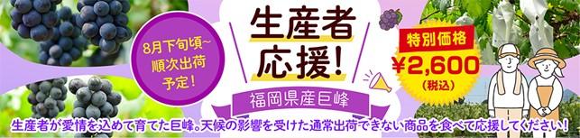 生産者応援！福岡県産巨峰