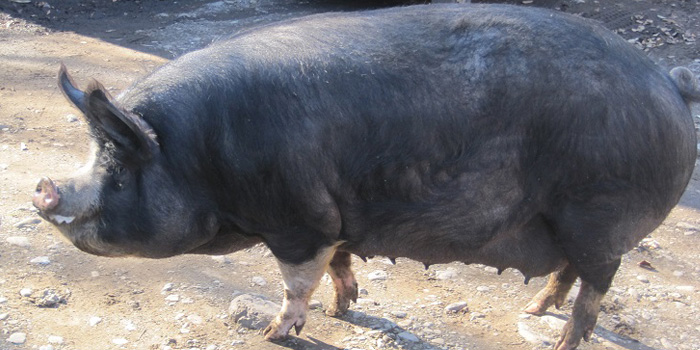 彩の国黒豚」100年の歴史 | ＪＡ全農さいたま