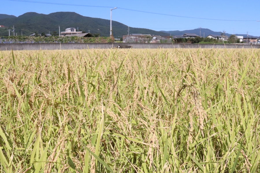 阿波山田錦