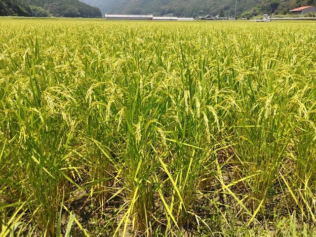 2024年8月に稲刈りした徳島県産田舎で作った新米コシヒカリです。 Decision to sell Koshihikari rice harvested in 2025 - YouTube