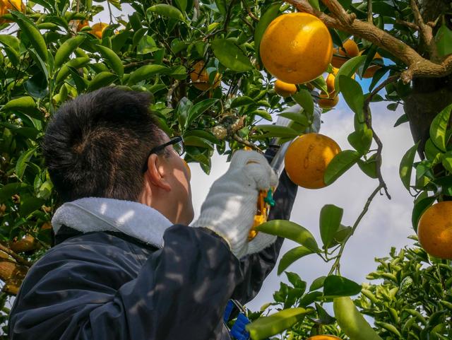 はっさくの収穫作業をおこなう当県本部職員の内容を表示