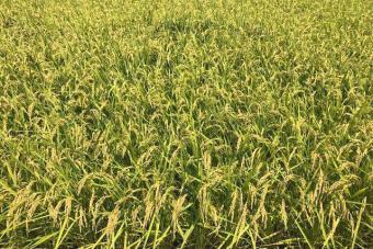 今年も徳島県産米が育ちましたの内容を表示
