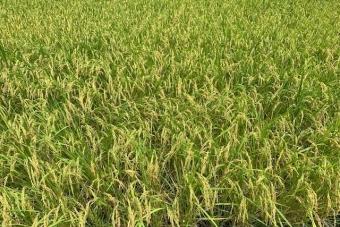 今年も徳島県産米が育ちましたの内容を表示