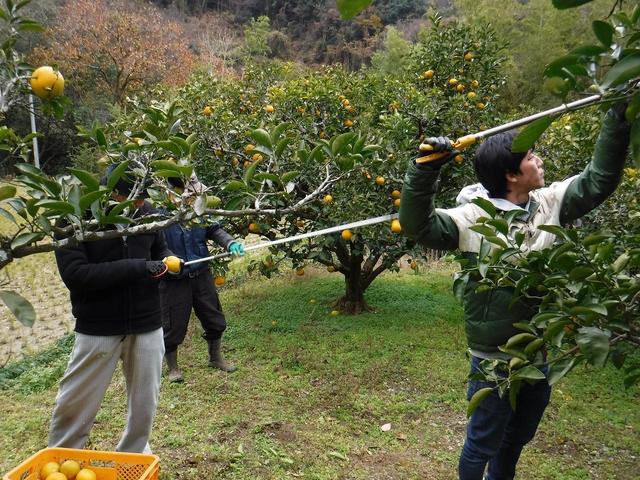 はっさくの収穫作業をおこなう当県本部職員の内容を表示