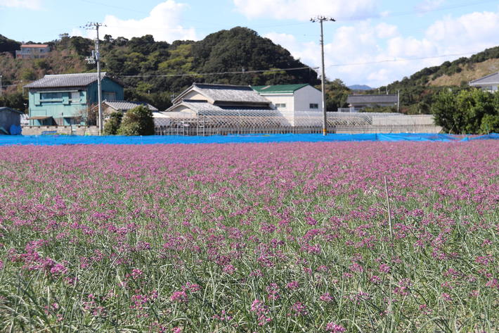 一面に薄紫色のらっきょうの花が咲いていましたの内容を表示