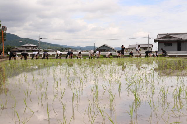 JA阿波町とJA全農とくしまの職員約20名が手植えでの田植えをおこないましたの内容を表示