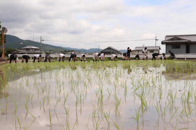 ＪＡ阿波町とＪＡ全農とくしまの職員約20名が手植えでの田植えをおこないましたの内容を表示