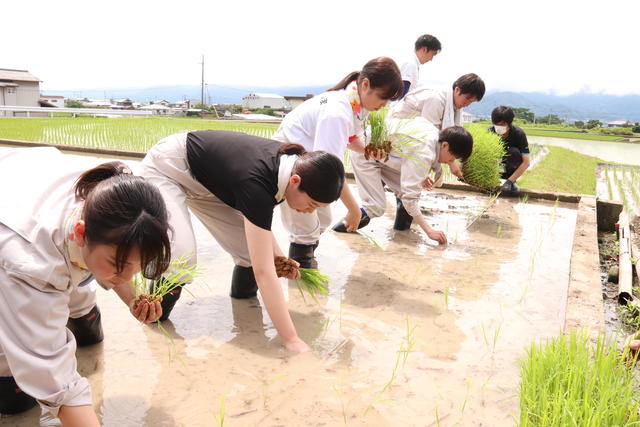 当県本部の新入職員５名も農業体験として参加しましたの内容を表示