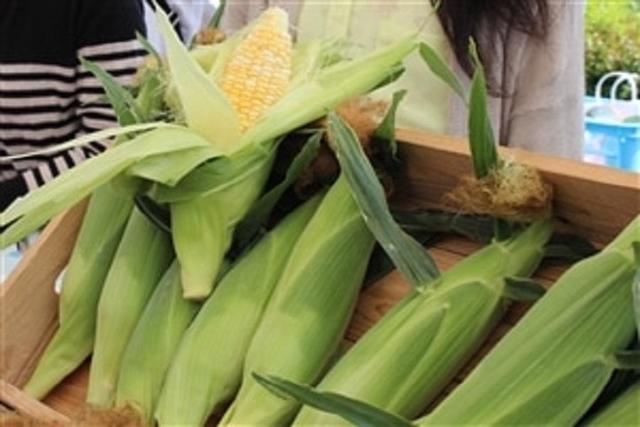 JAタウン「新鮮大好き徳島」にて、徳島県のスイートコーン