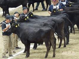 ～７区種牛の部～の内容を表示