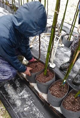 土入り植栽ポットの内容を表示