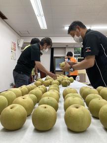 鳥取県梨オリジナル品種「秋甘泉（あきかんせん）」の販売が９月５日