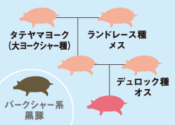 富山県内で飼養されている豚たち