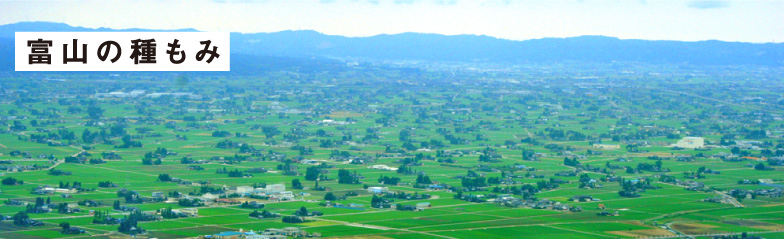 富山の種もみ