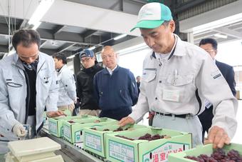 流れてくるハウスぶどうを検査する県青果物検査協会の岡検査員の内容を表示