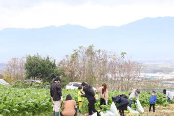 野沢菜収穫のようすの内容を表示