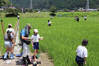 生きものを採取する児童たち(南部町立富沢小学校)の内容を表示