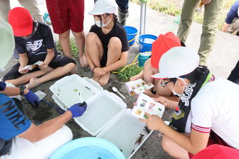 図鑑で捕った生きものを調べる児童たち(市川三郷町立市川南小学校)の内容を表示